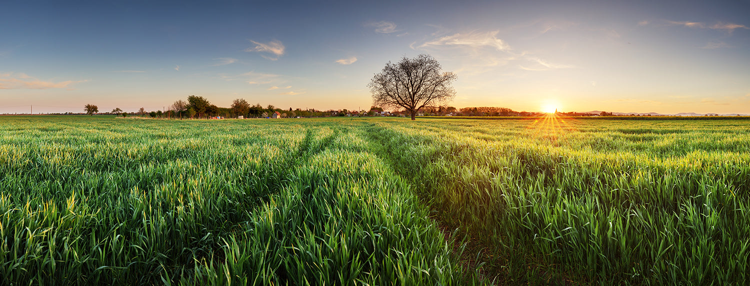The 8 Life-Changing Benefits of Barley Grass Juice
