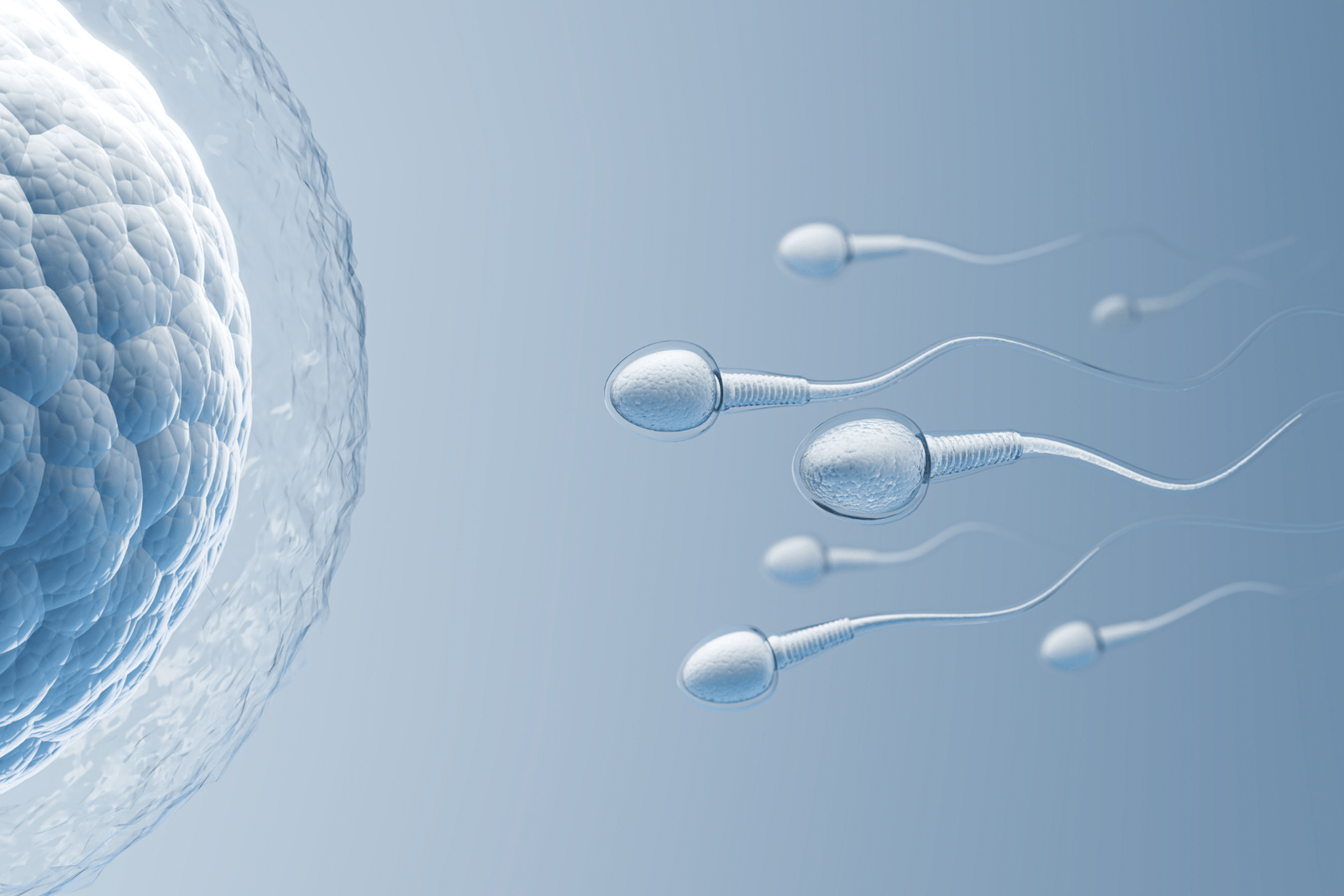 A close-up scientific illustration of sperm cells swimming toward a human egg, symbolizing fertilization and human reproduction.