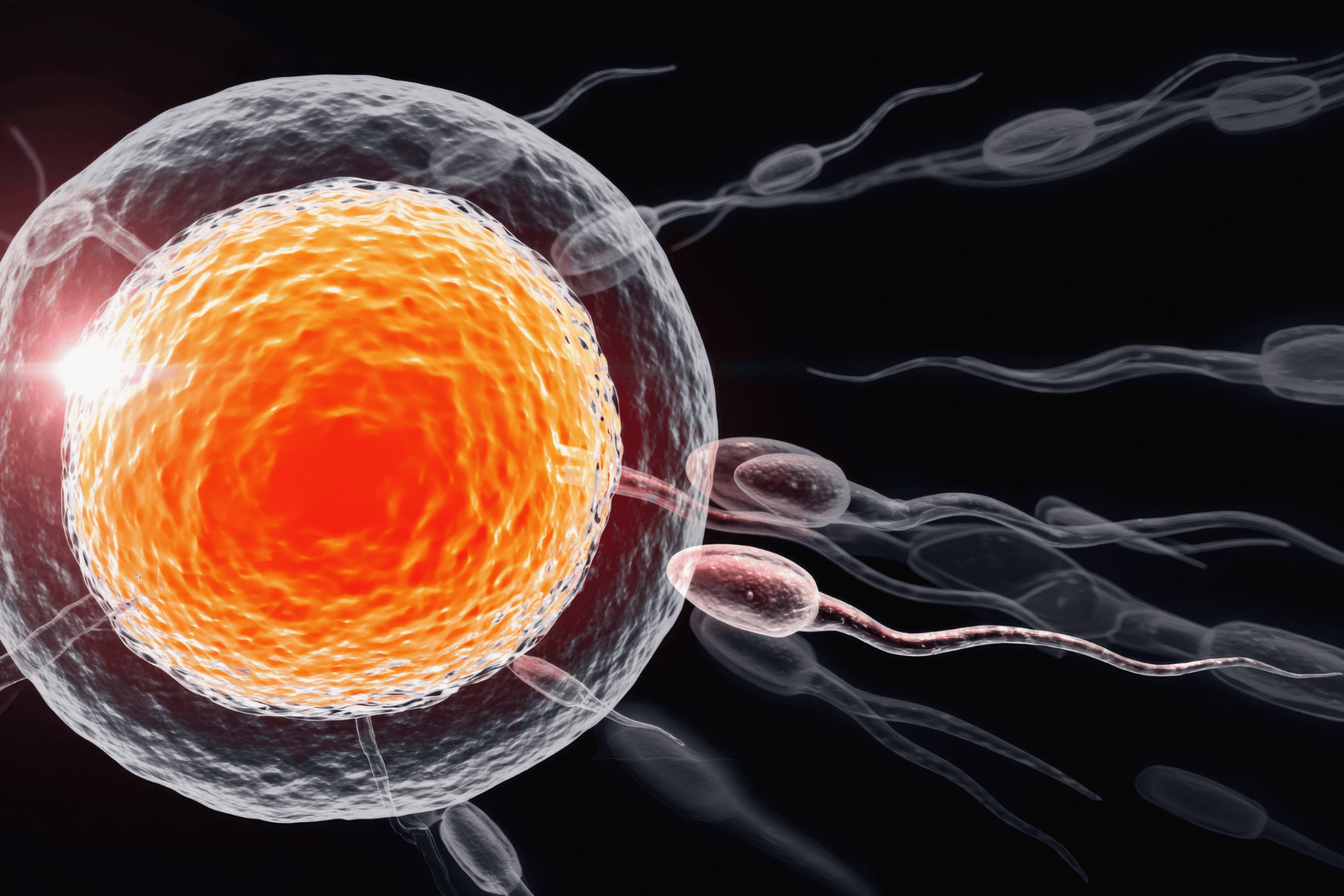  Scientific illustration of sperm cells swimming toward and penetrating a human egg cell during fertilization.