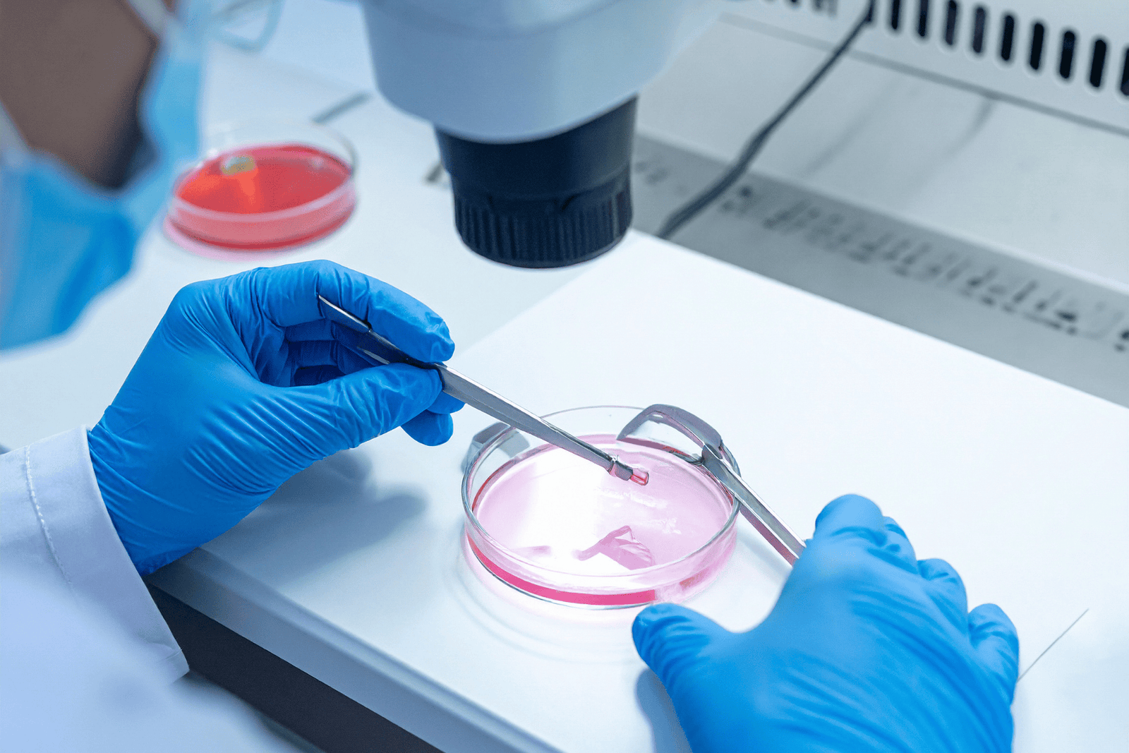 A lab technician wearing blue gloves uses precision tools to handle an embryo in a petri dish under a microscope during an IVF implantation procedure in a clinical laboratory.