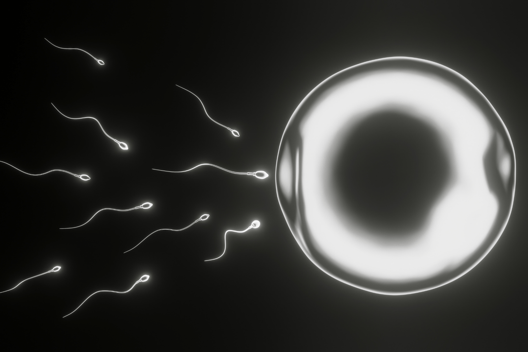 Egg Retrieval Process: Step-by-Step Timeline and What Recovery Feels Like