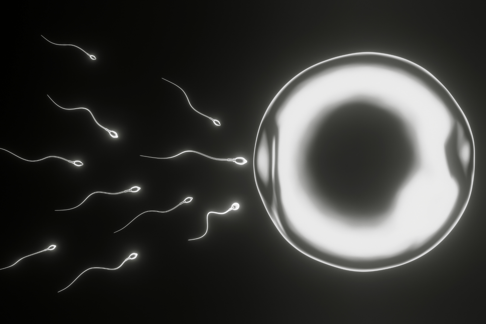 Illustration of sperm swimming toward an egg cell, representing conception and fertilization.