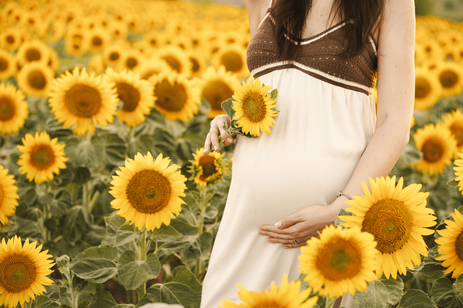 Pregnant woman in a cream and brown dress cradling her belly while standing in a sunlit sunflower field, holding a single sunflower.