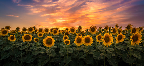 Sunflower Lecithin: The Superfood You’ve Never Heard Of