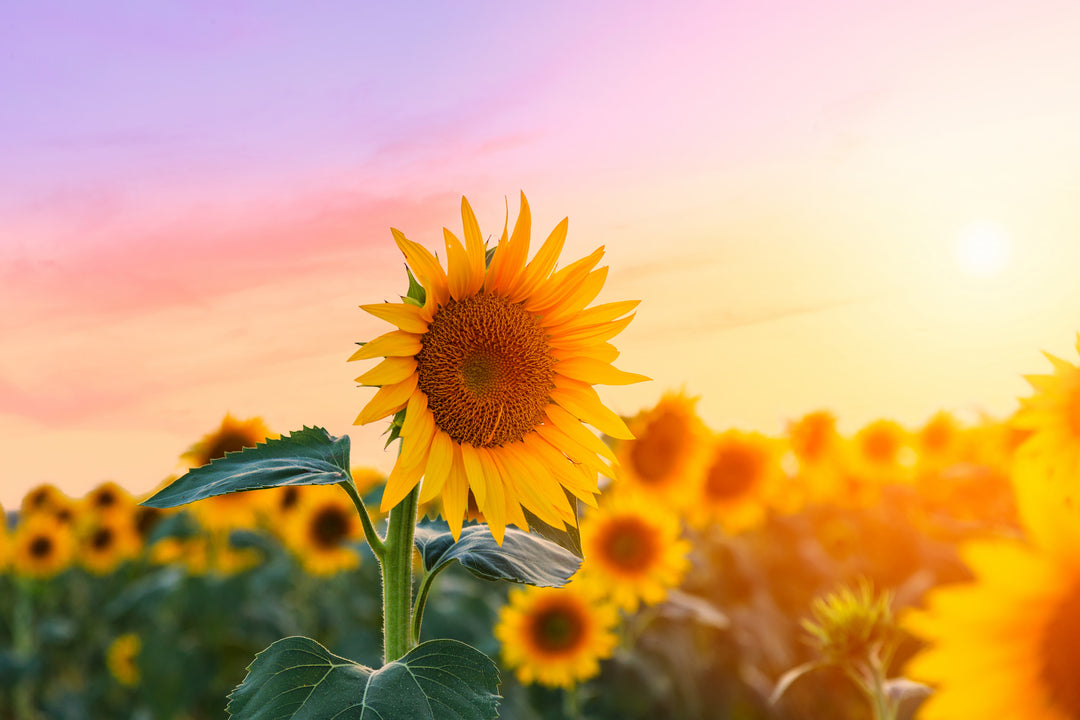 Sunflower lecithin for milk supply in a field of sunflowers